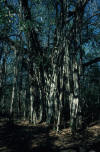 Banyan Tree Namesake of Banyan Hypnosis Center